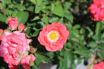 garden ground cover roses