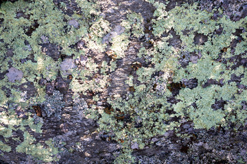 lichen on stone