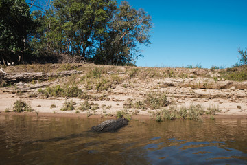 Crocodile resting on a muddy shore of Daintree river 