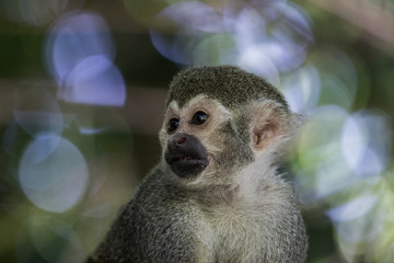 macaco