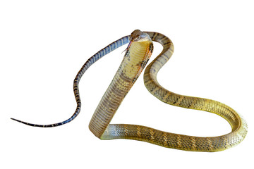 Close up focus head king cobra on white background have path