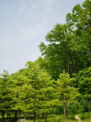 녹색 잎사귀 나무와 맑은 하늘
