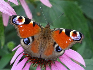 Papillon paon 1