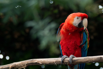 red and yellow macaw