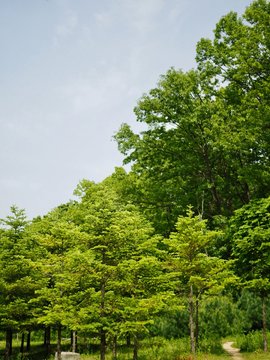 녹색 잎사귀 나무와 맑은 하늘 © james3035