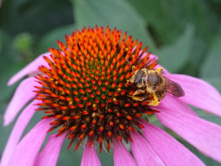 Abeille sur echinacea