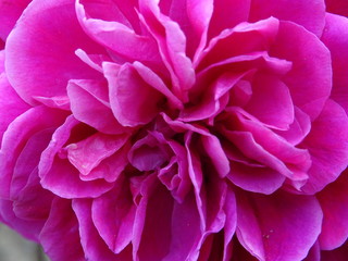Fleur rose