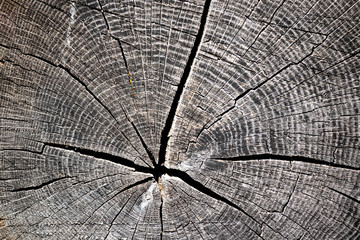 old wood texture