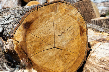 cut tree trunk