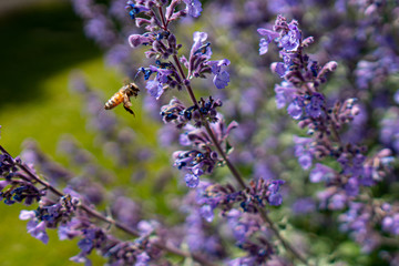 Honey bee hovering over a flower and getting ready to collect nectar and pollen