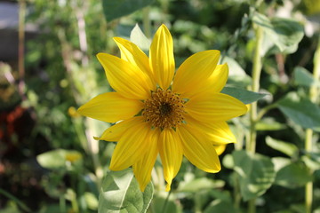 Tournesol