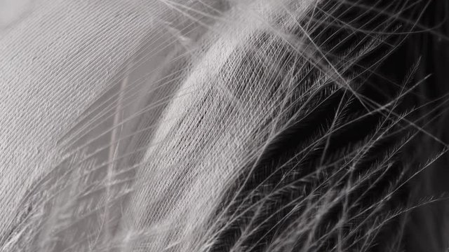 Very beautiful rotating white feather. Bird natural pattern. Macro view. Texture of feathers structure under microscope.