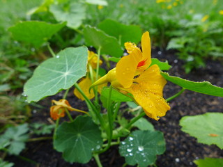 Nasturtium flower in garden bed for companion planting
