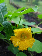 Nasturtium flower in garden bed for companion planting