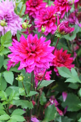 Dahlia rose