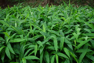 山間部に密集して生えている緑豊かな笹の葉