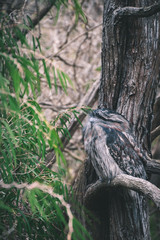 Tawny frogmouth (owl) calmly sitting in a branch