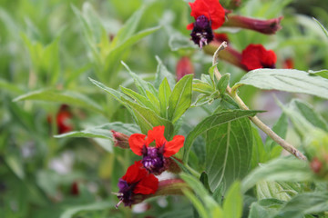 Cuphea 'Firecracker' (Cuphea purpurea) trailing plant