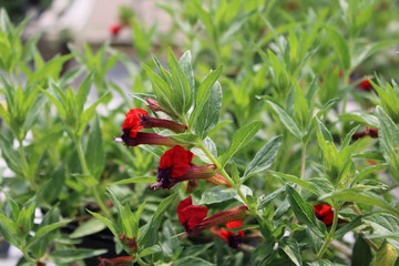 Cuphea 'Firecracker' (Cuphea purpurea)  trailing plant