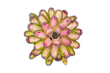 Bromeliad isolated on white background