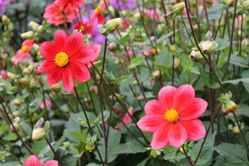 Dahlias roses et jaunes