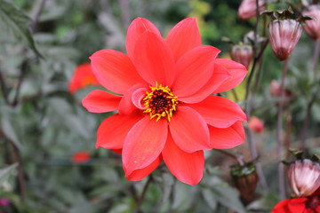 Dahlia rouge &ccedil;&agrave; centre noir et orange