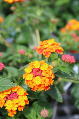 Orange Pink Lantana