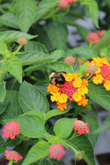 Orange Pink Lantana