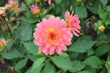 Obraz premium Dahlia rose