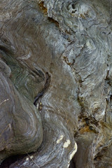 樹木の幹のアブストラクトな表面模様