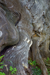 Fototapeta na wymiar 樹木の幹のアブストラクトな表面模様