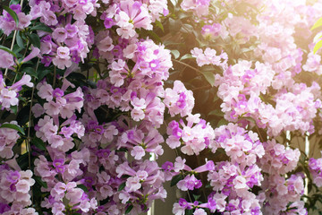 Mansoa alliacea, or garlic vine, is a species of tropical liana in the trumpet-creeper family. Purple Garlic Vine Beautiful flower