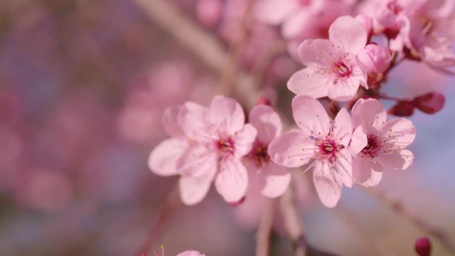 Closeup of pink peach blossom in spring with blurred background