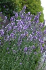 野に咲く花のように、艶やかな紫色の花々