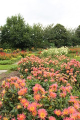Champ de dahlias