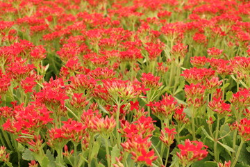 Red small flowers close up