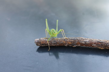 Sauterelle verte sur brindille