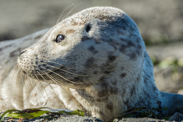 Harbor Seal (Phoca vitulina)-Pup