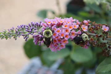 Bee pollinating on flower blooms