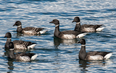 Brant Goose (Branta bernicla) group