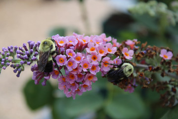 Bee pollinating on flower blooms