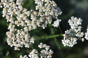 Fleurs blanches