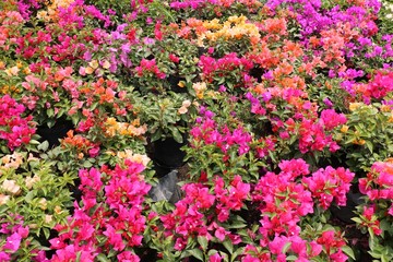 Colorful bougainvillea flowers in a plant nursery