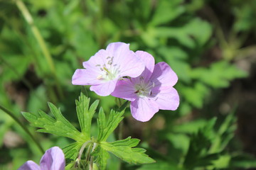 pink and white flowers