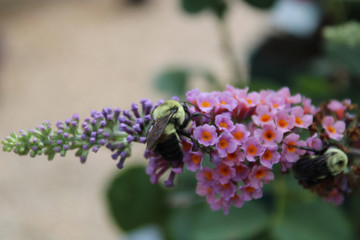 Bee pollinating on flower blooms