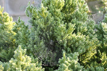Cryptomeria et toiles d'araignées