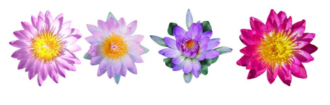 Soft Focus Of A Set Of Lotus Flowers Isolated On White Background, Beautiful Water Lilly.