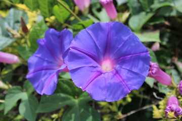 Purple trail vine flower