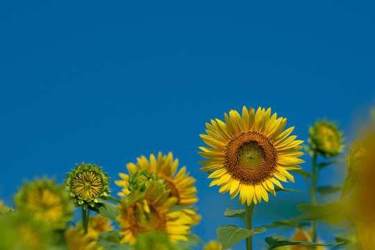 30 253 件の最適な ひまわり畑 青空 画像 ストック写真 ベクター Adobe Stock 30 253 件の最適な ひまわり畑 青空 画像 ストック写真 ベクター Adobe Stock