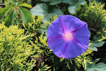 Purple trail vine flower